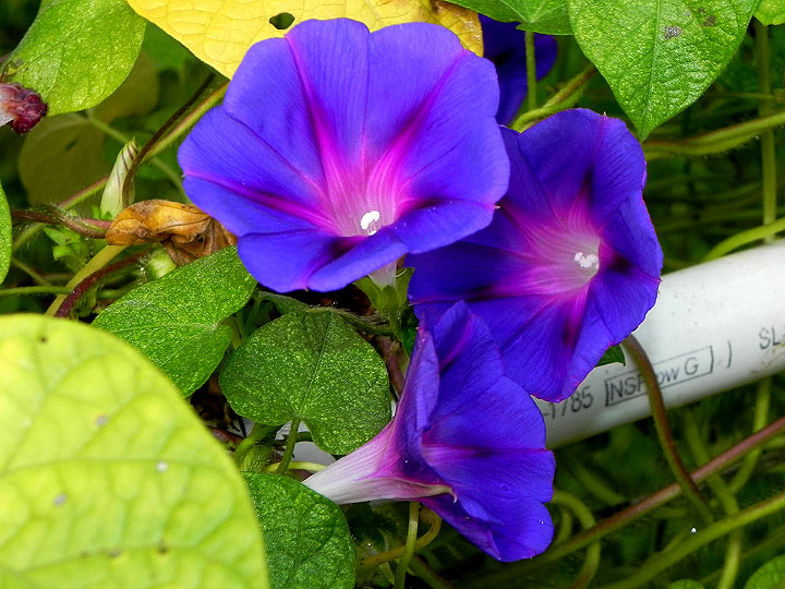 DSCN7689