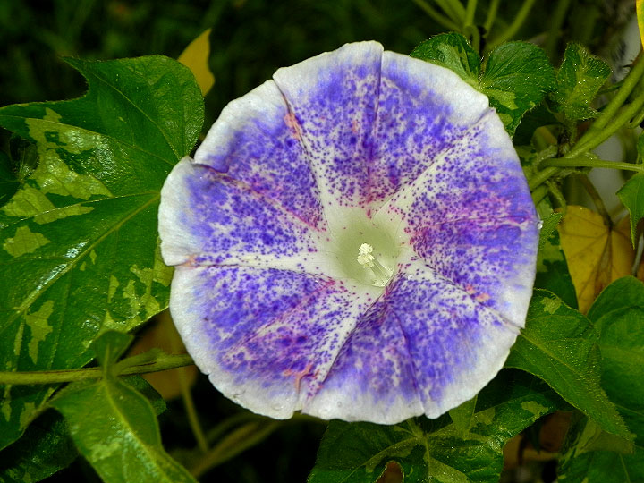 DSCN7715