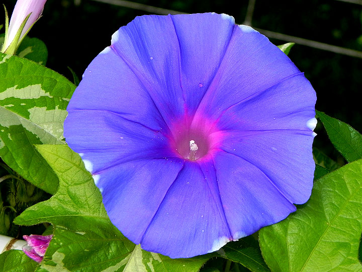 DSCN7721