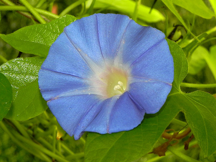 DSCN7726