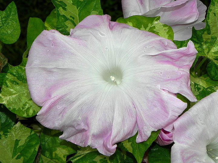 DSCN7861