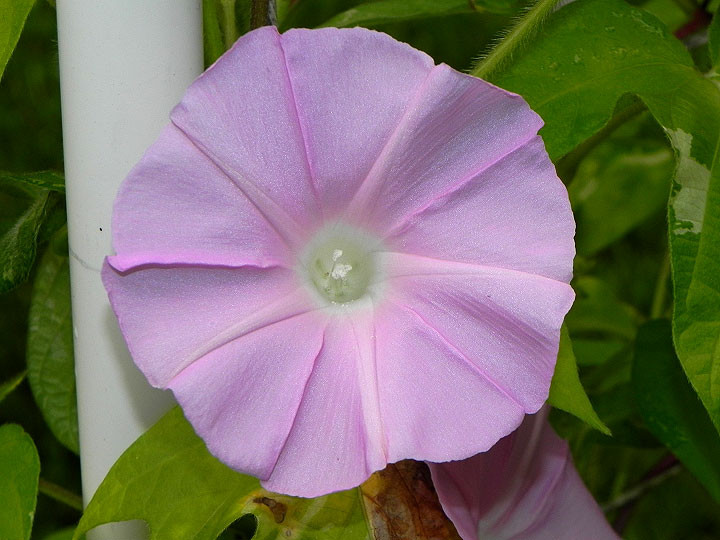 DSCN7884