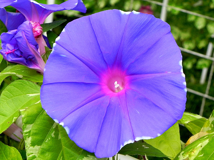 DSCN7924