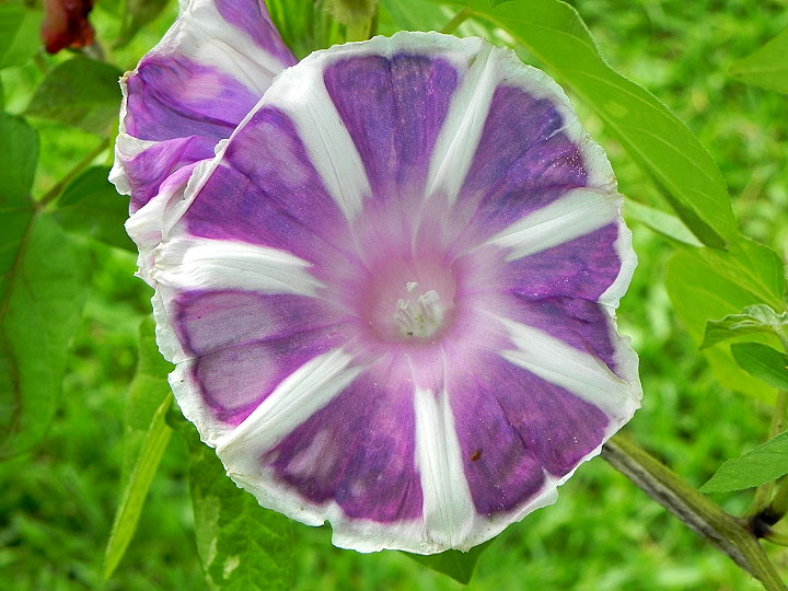 DSCN7987