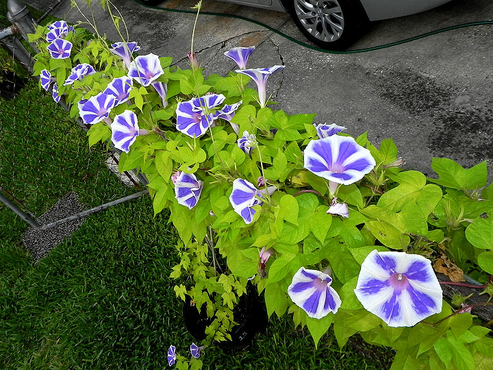 DSCN8010