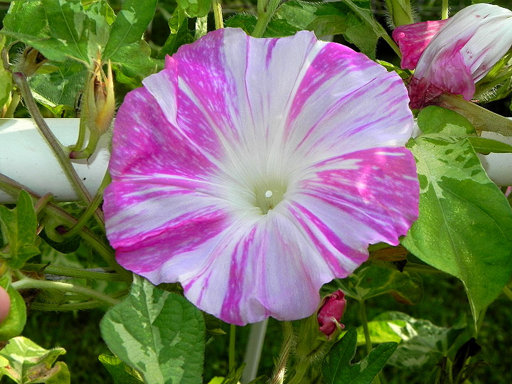 DSCN8128