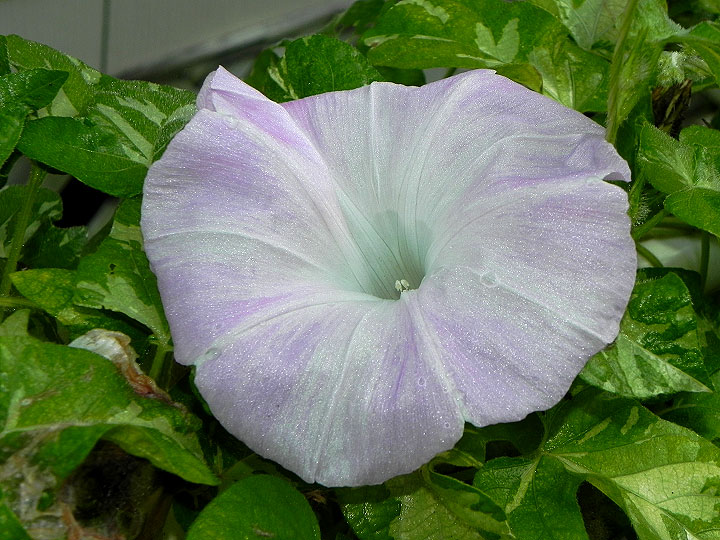 DSCN8412