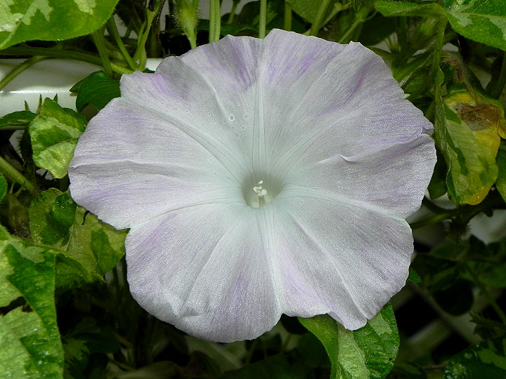 DSCN8413