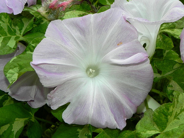 DSCN8645
