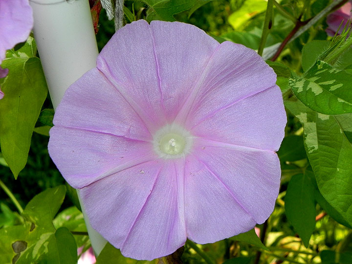 DSCN8667