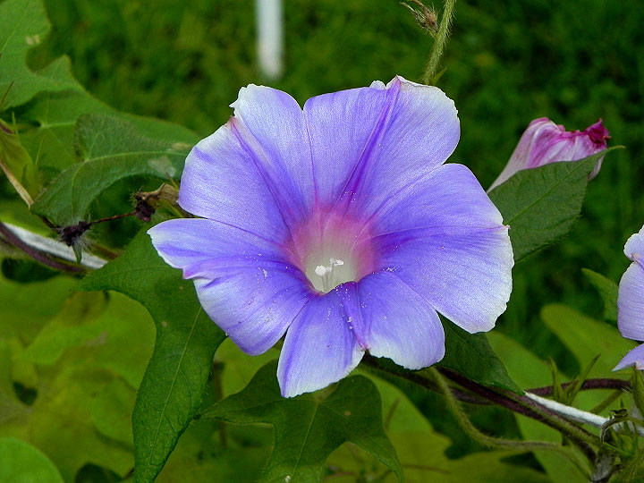 DSCN8735