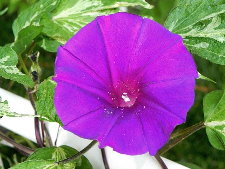 DSCN8740