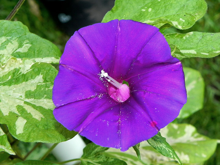 DSCN8741