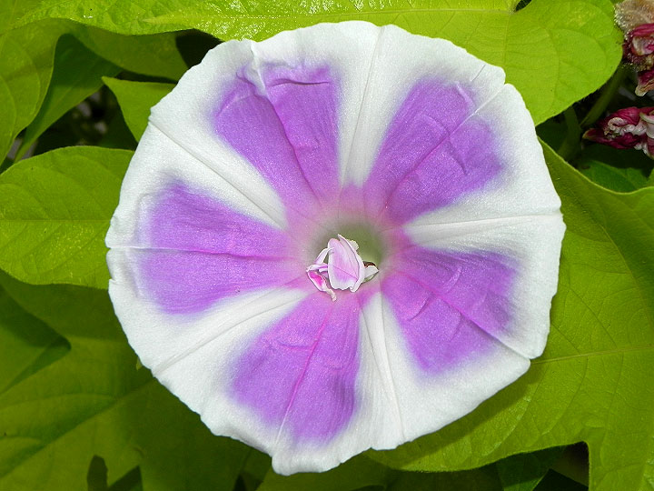 DSCN8793