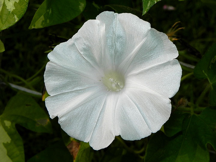 DSCN8922