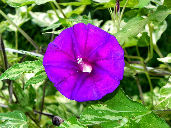 DSCN8977