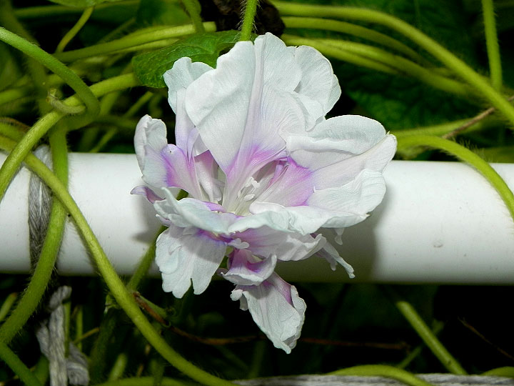 DSCN9125