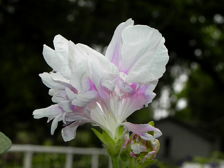 DSCN9287