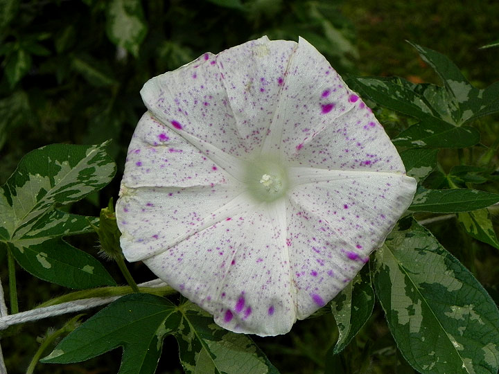 DSCN9324