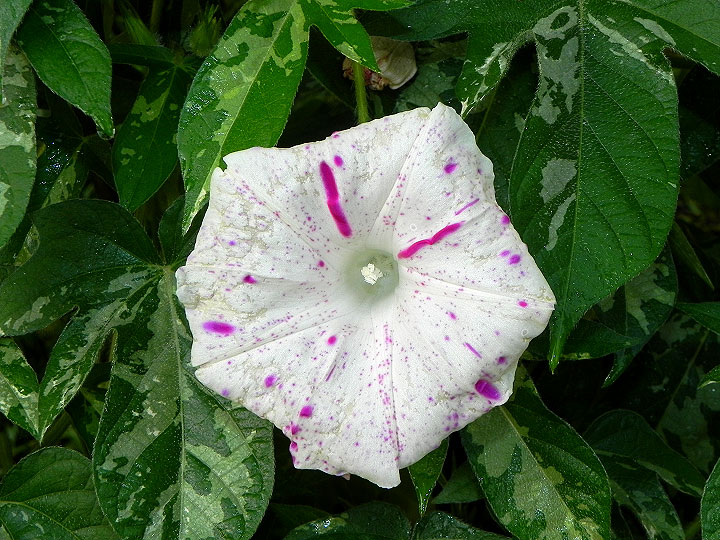 DSCN9502