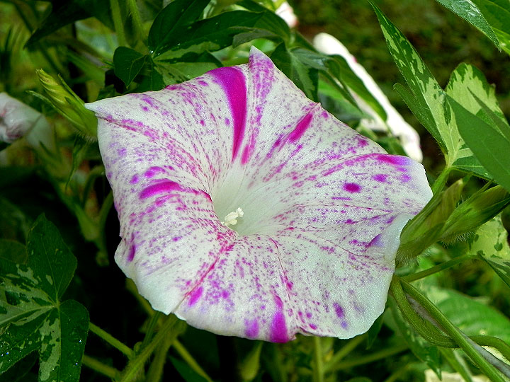 DSCN9503