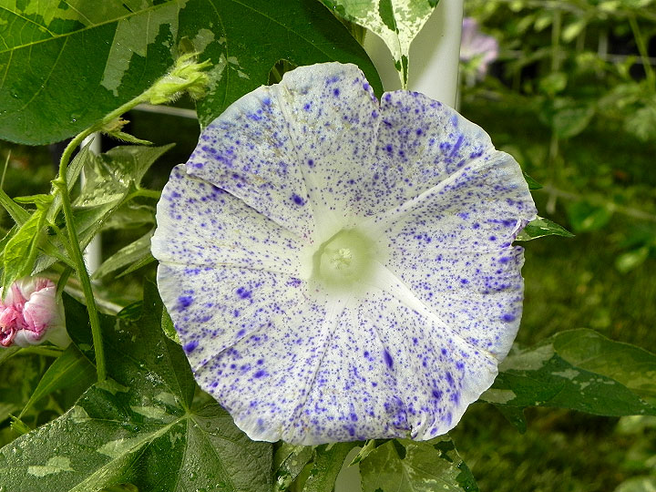 DSCN9506