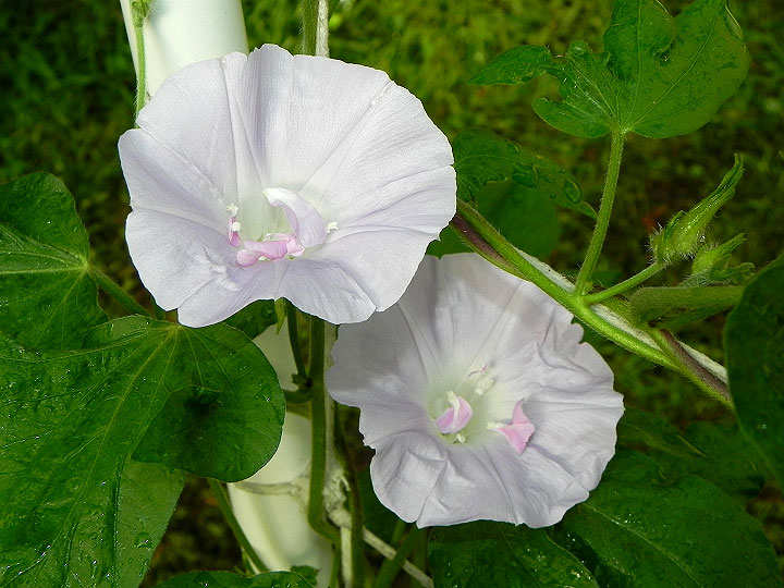 DSCN9534