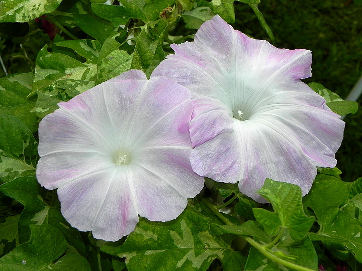DSCN9604