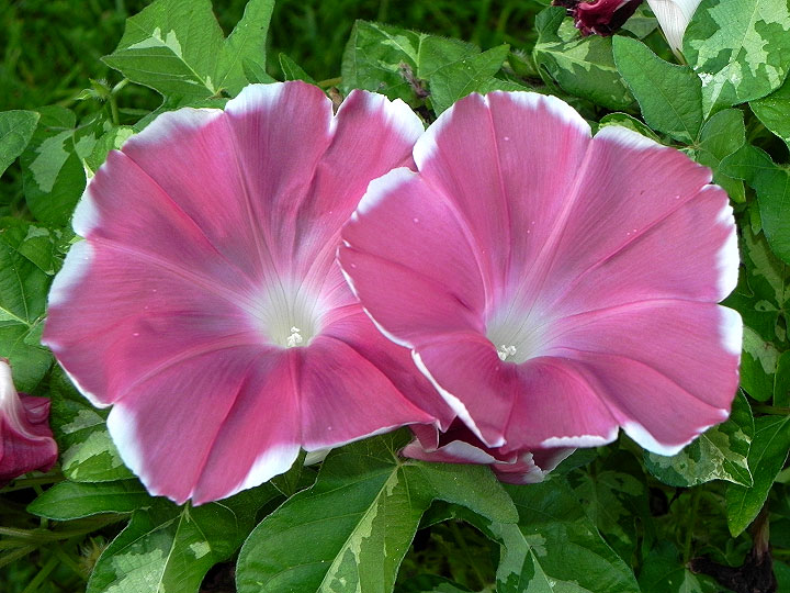DSCN9613