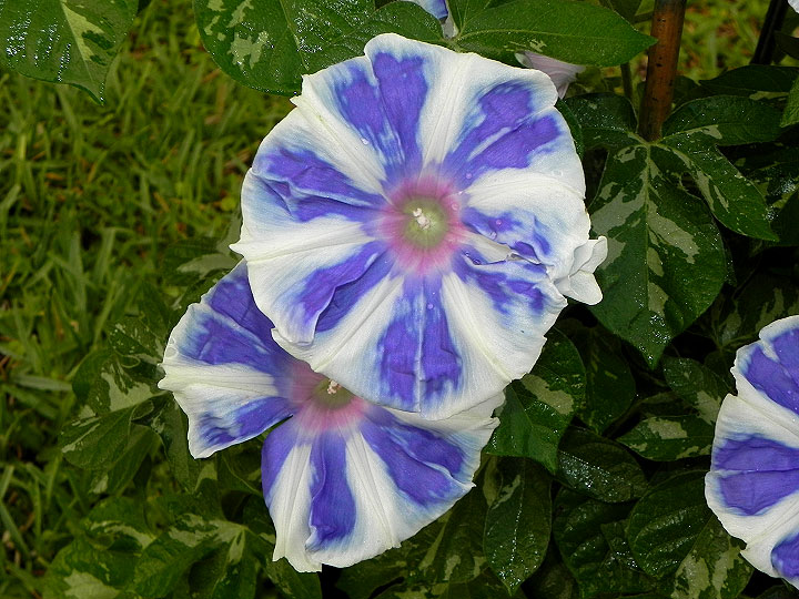 DSCN9697