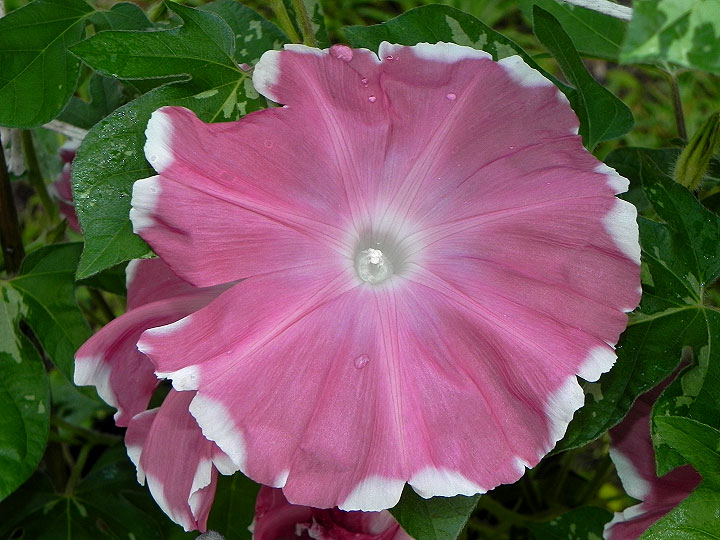 DSCN9726