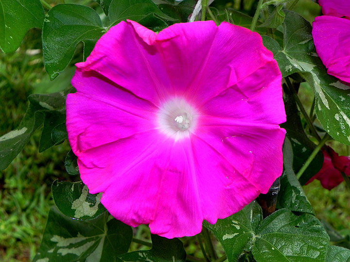 DSCN9787