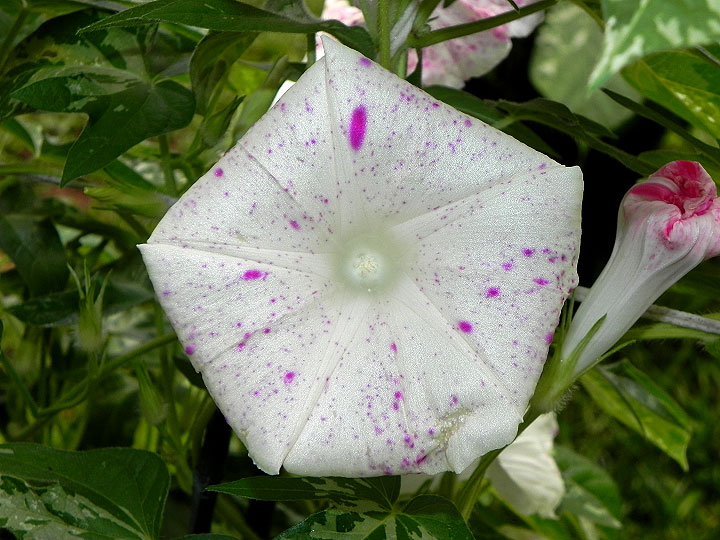 DSCN9806