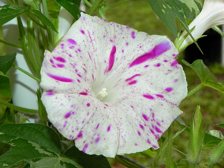 DSCN9807
