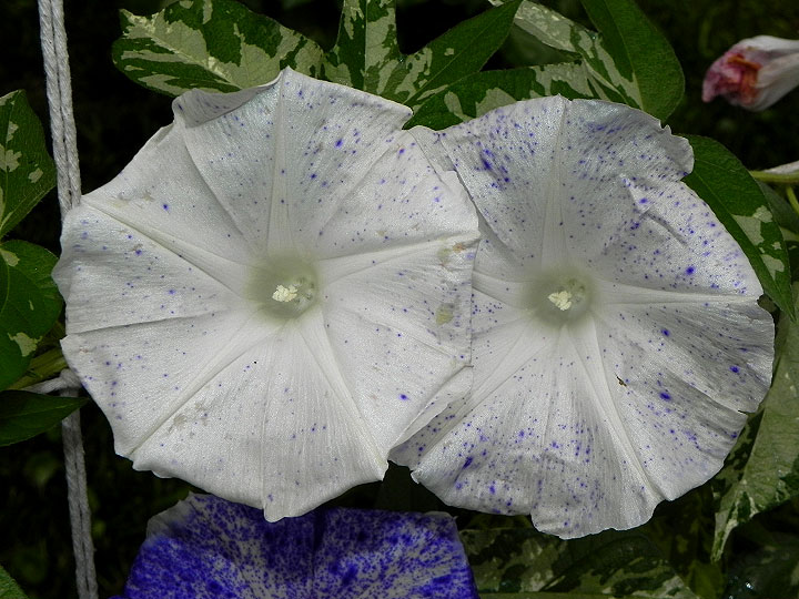 DSCN9816