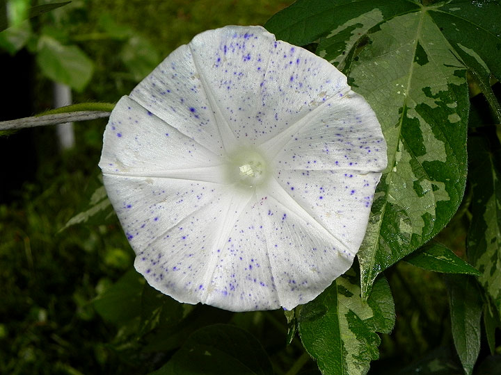 DSCN9817