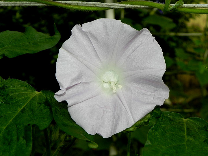 DSCN9884