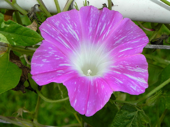 DSCN9888