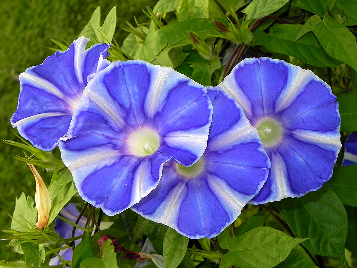 2DSCN6008