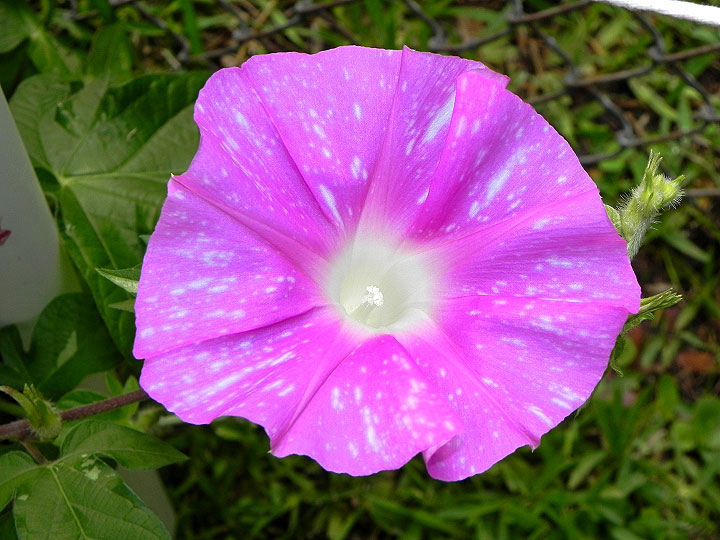 3DSCN2083