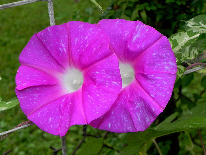 4DSCN3990