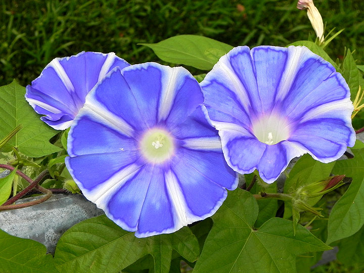 5DSCN4470_01