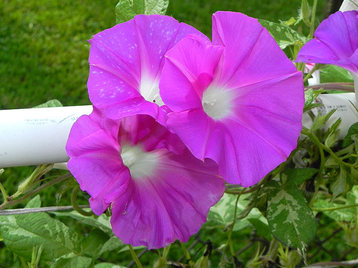 6DSCN8755_01