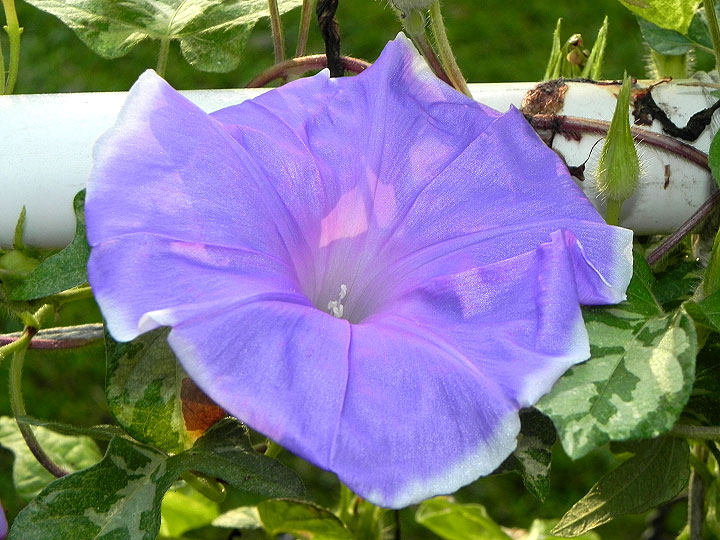 DSCN0547