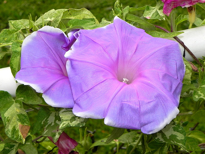 DSCN0656