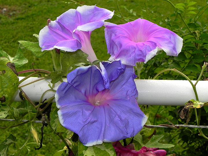 DSCN0658