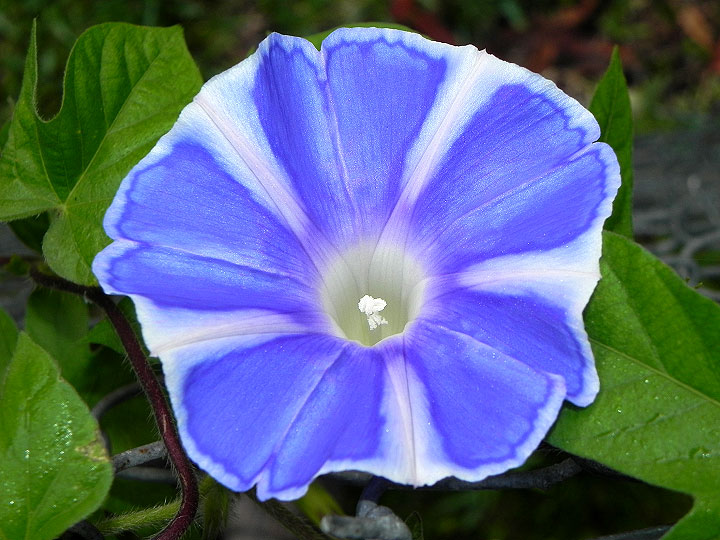 DSCN0729