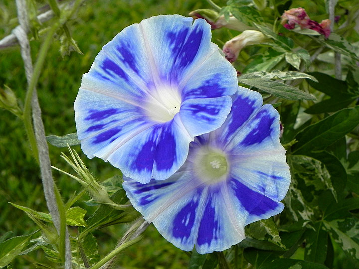 DSCN0767
