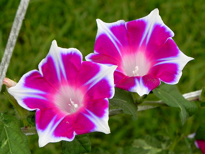 DSCN0925