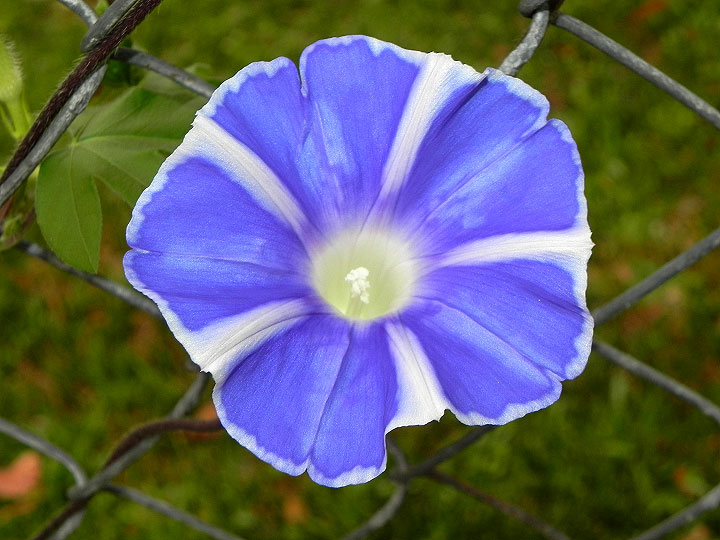 DSCN0994